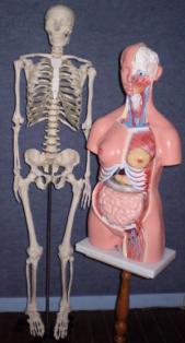 photo-site-anatomie-2.jpg